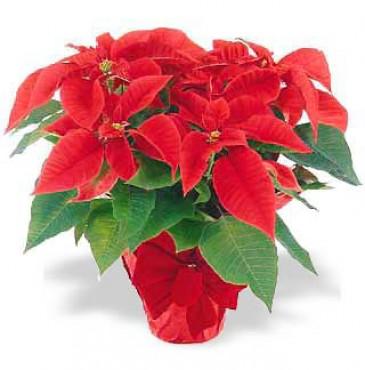 MEDIUM POINSETTIA