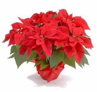 LARGE POINSETTIA